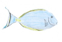 El pez cirujano tiene dos puntas salientes en la cola