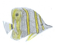 El pez mariposa tiene un ojo falso en la aleta para enga&ntilde;ar a sus enemigos.