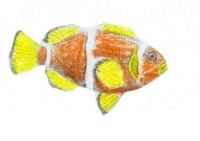 El pez payaso se refugia en an&eacute;monas de mar cuando cree que corre peligro.