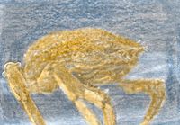 Yo soy una centolla. Mi nombre cient&iacute;fico es &ldquo;Maja Squinado&rdquo;. Mi cuerpo tiene forma de coraz&oacute;n, y una concha abultada cubierta de p&uacute;as lo cubre. Yo tengo diez patas articuladas muy largas y duras. Mi primer par de patas termina en dos pinzas.