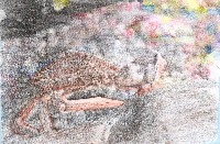 Yo me alimento de peque&ntilde;os animales. Soy muy pac&iacute;fico y tranquilo. Si me siento en peligro, corro a esconderme entre las rocas. Yo me cubro con algas.