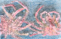 Yo cambio mi concha peri&oacute;dicamente. &Eacute;sto se llama mutaci&oacute;n y yo lo hago mientras crezco. Los machos y las hembras somos diferentes: Los machos tienen un peque&ntilde;o y estrecho abdomen; y las hembras tienen el abdomen m&aacute;s ancho y es redondo.