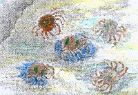 Nosotros nos reproducimos en verano: Nos reunimos en grandes grupos, donde los machos forman un c&iacute;rculo alrededor de las hembras para protegerlas de los depredadores.