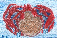 Cocinadas en agua salada con hojas de laurel la centolla es una delicia.