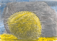 Yo soy un erizo de mar. Yo tengo un cuerpo redondo, pero un poco plano en su base. Yo tengo una concha dura cubierta de afilados pinchos que uso para defenderme y moverme muy lentamente.