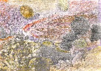 Nosotros vivimos en grupos, en aguas poco profundas y fondos rocosos. Cada erizo de mar escava un lugar dentro de una roca dura para vivir dentro. Utiliza su tubo para cubrirse con piedras, conchas o algas. De este modo es muy dif&iacute;cil que sea visto.