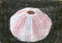 Los humanos comen solamente nuestras gl&aacute;ndulas de reproducci&oacute;n. Los humanos nos cogen unos d&iacute;as antes de reproducir. Por lo tanto, ellos deben de tener mucho cuidado, porque si no hay control en hacerlo as&iacute; , no podemos reproducir y pod&iacute;amos desaparecer. T&uacute; puedes encontrar esqueletos de erizos de mar en la playa.