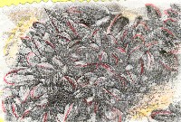 Nosotros vivimos en grandes comunidades en las rocas donde rompen las olas. Comemos part&iacute;culas peque&ntilde;as que viven en el agua, que tienen origen vegetal o animal. Nosotros los cogemos, con nuestras branquias que utilizamos para filtrar el agua, coger nuestro alimento y respirar.