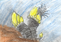 Cuando ellos nacen, las larvas nadan libremente hasta que ellos pueden segregar un cemento con el cual ellos pueden fijarse a las rocas. Los percebes mudan como todos los otros crust&aacute;ceos. Nosotros lo hacemos mientras crecemos.