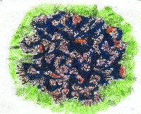 Nosotros somos cocinados en agua hervida con sal, o incluso agua marina. La gente dice que somos el marisco m&aacute;s preciado del mercado.