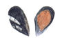 Mussels