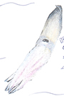 Squid