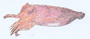 Cuttlefish