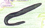 Conger eel