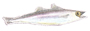 Blue whiting