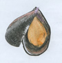 Mussels