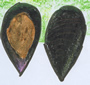 Mussels