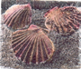 Scallops
