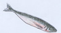 Horse mackerel