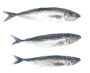 Horse mackerel