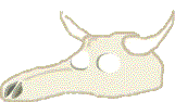 Cranio de vaca. ascceso directo � p�xina dos xogos