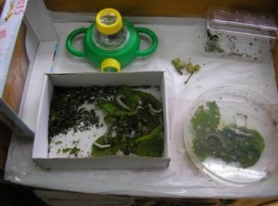 Preme para ver a foto ampliada