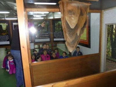 Preme para ver a foto ampliada