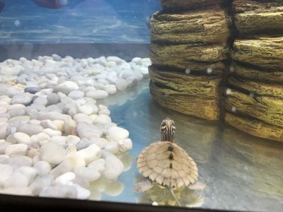 Preme para ver a foto ampliada