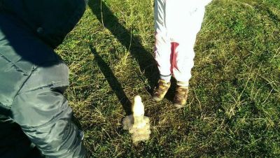 Preme para ver a foto ampliada