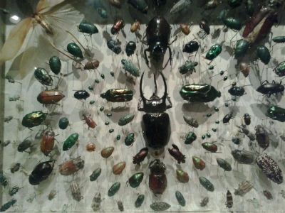 Preme para ver a foto ampliada