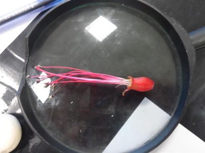 Preme para ver a foto ampliada