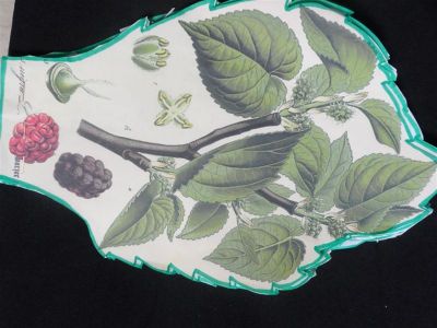 Preme para ver a foto ampliada