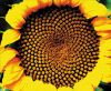 girasol.jpg