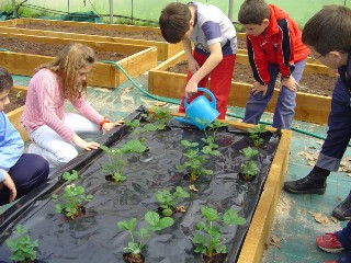 Regando no invernadoiro