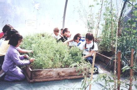 Revisando as plantas