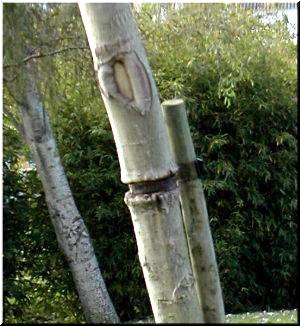 a suxecci&oacute;n  fixo estes danos