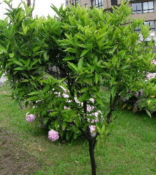 &Aacute;rbore do patio do colexio