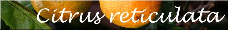 Citrus reticulata