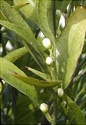 Bot&oacute;ns florais