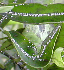 Follas atacadas polas cochinillas