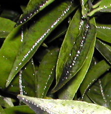 Tam&eacute;n os fungos