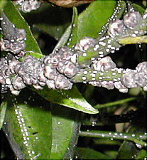 M&aacute;is de preto