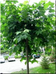 &Aacute;rbore do colexio