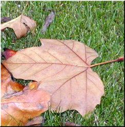M&aacute;is avanzada a estaci&oacute;n