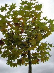 A nosa &aacute;rbore no outono