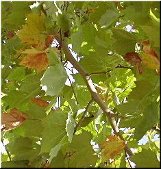 A&iacute;nda na &aacute;rbore