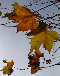 &Uacute;ltimas follas