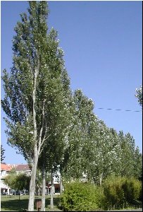 Unha alineaci&oacute;n &aacute; beira dun r&iacute;o