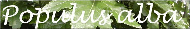 Populus alba