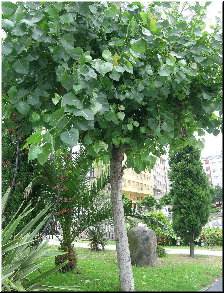 A &aacute;rbore do xard&iacute;n